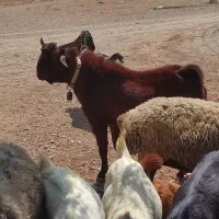 نر بز جوان