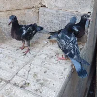 جوجه ذات هفت رنگ