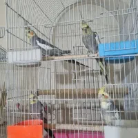 عروس هلندی جوان  7 ماهه