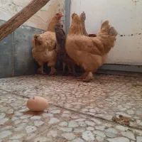 مرغ وخروس محلی