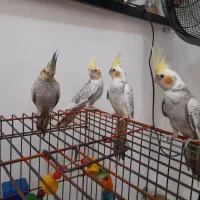 عروس هلندی