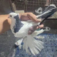 قرع گویروخ ارکه