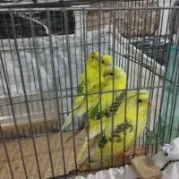 مرغ عشق دونه ای ۲۵۰