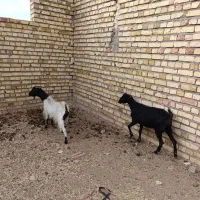 دو راس. بز آبستن