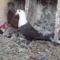 پرنده یه جفت ۷۰۰