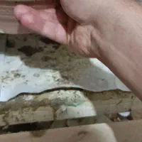 شیش جفت کفتر با جفت کن