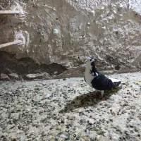 کفتر رنگه پرشی هوایی