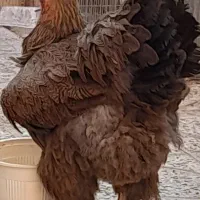 یک عدد مرغ برهما معاوضه با۲ مرغ تخم گذار