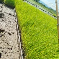 توم دمسیا درجه یک