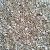 تخم کتان ( قوش دنی ) فروش بصورت عمده