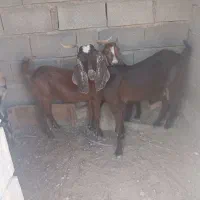 بز نجدی