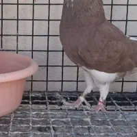 شازده باخ رفته