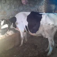 فروش گاو