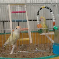 طوطی برزیلی