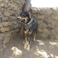 خدافرین پیش به سوی سراه اسکانلو سفلی