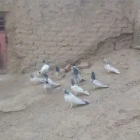سلام  پنج جفت نر ماده فروشی جفتی 3میلیون تومان