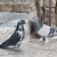 کبوتر پرشی
