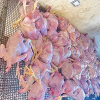 غذای سگ و گربه