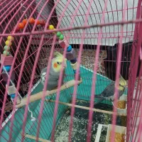 عروس هلندی نر