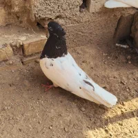 کبوتر
