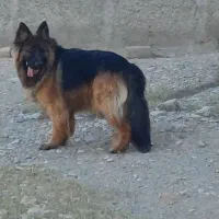 ژرمن ماده ۳ ساله