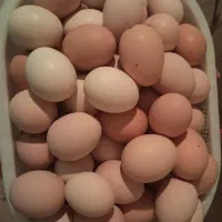 تخم مرغ خونگی درشت و عالی