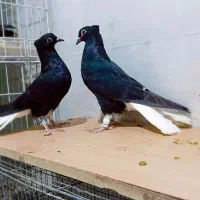 کبوتر‌رنگی‌‌ عتیقه