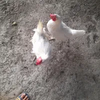 مرغ هر دو ۴۰۰