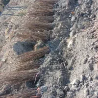 نرک آلبالو ، نهال نرک آلبالو  پایه پیوند نهالستان