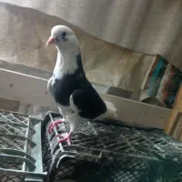 نزشازده سیاه