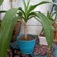 تعدادی گل|گل و گیاه طبیعی|کرمان, |دیوار