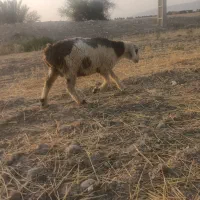 بره نر ریزباب پروار
