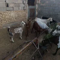 بر پاکستانی وکهره