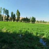 10تن یونجه کوبیده شده