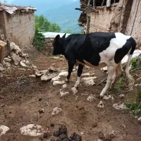 گوساله ماده یک ساله