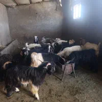 چپوش نر