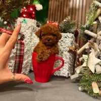 پودل تاینی و تدی