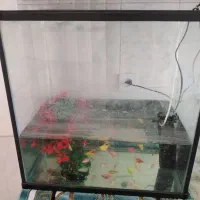 اکواریوم باماهی