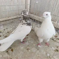 کبوتر پرشی