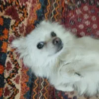 پامر روبای