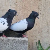 سینه سیاه