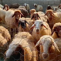 میش|حیوانات مزرعه|پلدختر, |دیوار