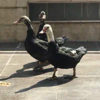 اردک اسراعیلی