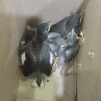 جوجه مینا