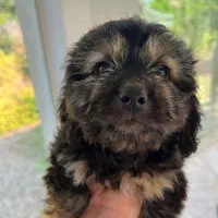 سگ شیتزو مجانی