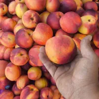 حراج میوه و تره بار