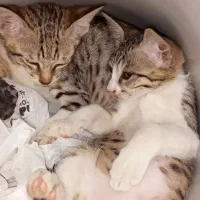 دوتا گربه نرو ماده بازیگوش واگذار میشود