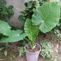بابا ادم