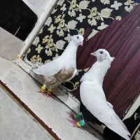 دو عدد دمبی نر