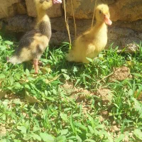 جوجه اردک